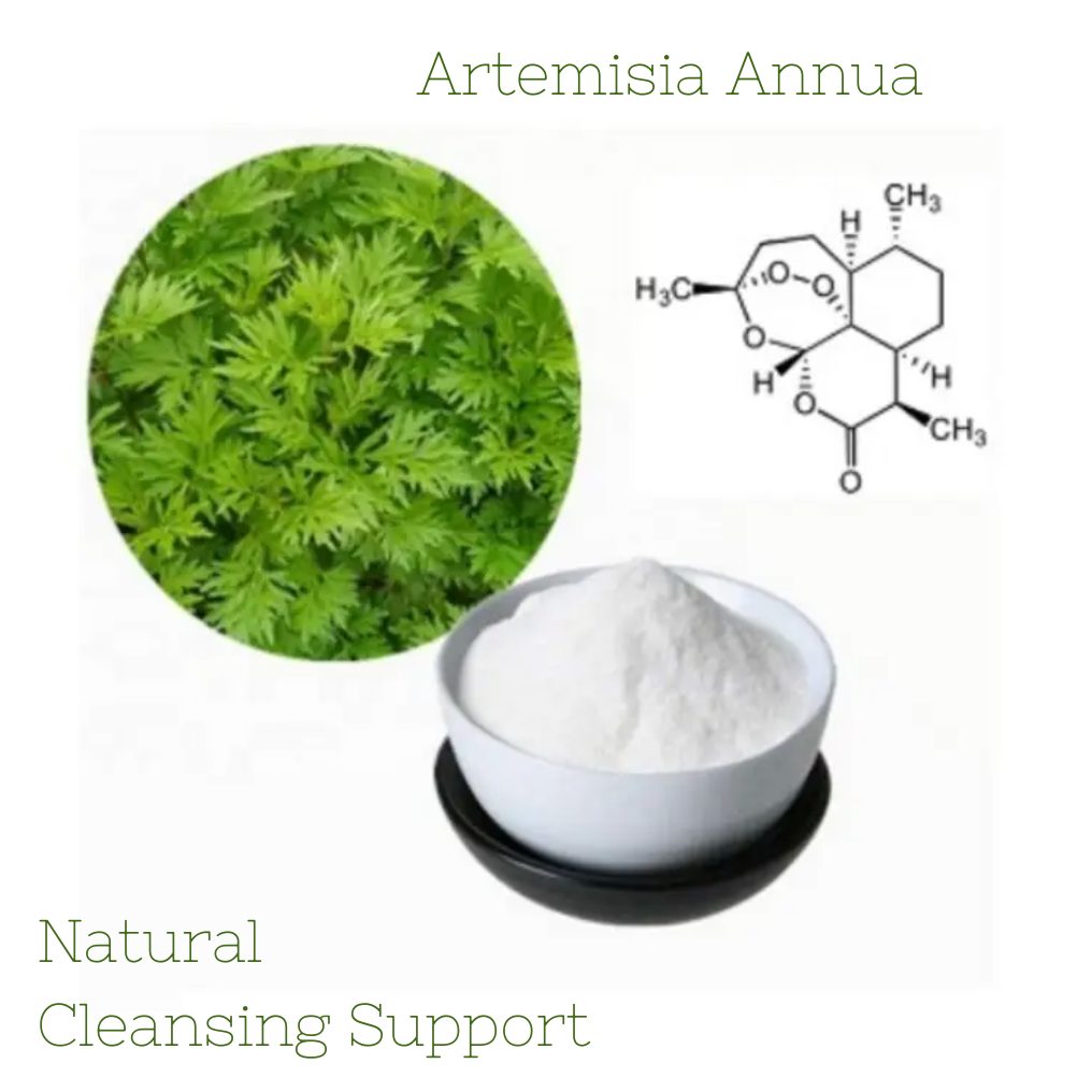 Organic Wormwood Herbal Tea Renowned For Its Anti-Inflammatory Properties 100 grams: 50 cups of Tea