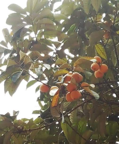 SUPER-FOOD & MORE From My Travel Blog